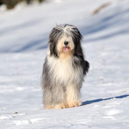 Grooming a store bearded collie